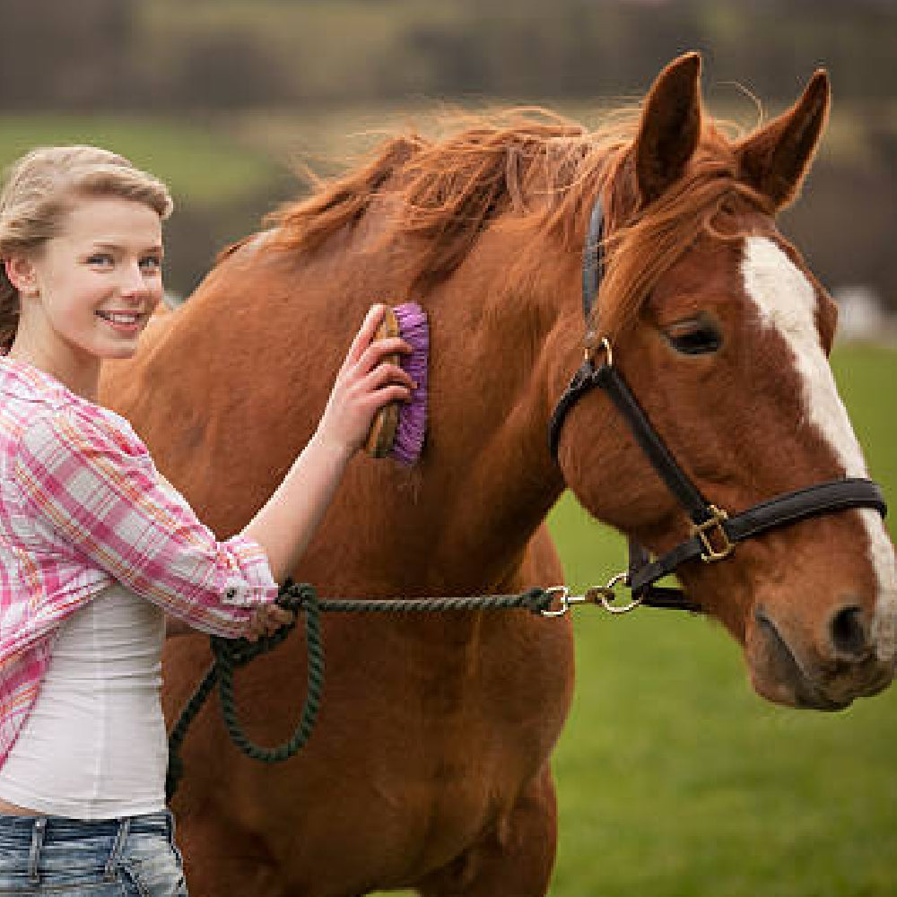 C60 Longevity for Horses
